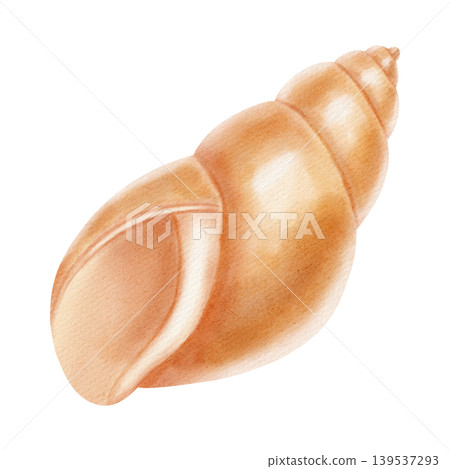 Watercolor illustration with a marine theme, featuring various shells, a spiral scallop shell, an open shell with a pearl. Children's, nautical, travel themes. Suitable for design, prints, postcards Watercolor illustration with a marine theme, featuring various shells, a spiral scallop shell, an open shell with a pearl. Children's, nautical, travel themes. Suitable for design, prints, postcards 139537293