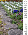 Concrete stepping stones leading to a flowerbed of brightly colored pansies 139537409