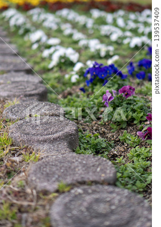 Concrete stepping stones leading to a flowerbed of brightly colored pansies Concrete stepping stones leading to a flowerbed of brightly colored pansies 139537409