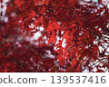 A screen filled with the vibrant red leaves of maple trees. 139537416
