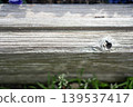 The knots on the edge of the weathered wood and the blurred grass in the background. 139537417