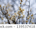 White plum blossoms gently blooming on slender branches in early spring. 139537418