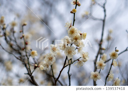 White plum blossoms gently blooming on slender branches in early spring. White plum blossoms gently blooming on slender branches in early spring. 139537418