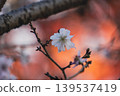 A single October cherry blossom blooms among the orange autumn leaves of the Japanese quince. 139537419