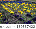 A flowerbed where yellow and purple pansies bloom in rows. 139537422