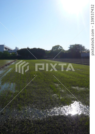 稻田裡綠油油的稻苗：初夏的田園風光。 139537432