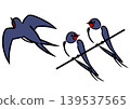 Swallow illustration set. Isometric drawing. Bird illustration. 139537565