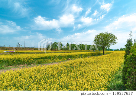 Seoul, South Korea - May. 10, 2026 : Vast Yellow Canola Flower Field under Blue Sky with Wispy Clouds at Guri Hangang Park, South Korea Seoul, South Korea - May. 10, 2026 : Vast Yellow Canola Flower Field under Blue Sky with Wispy Clouds at Guri Hangang Park, South Korea 139537637