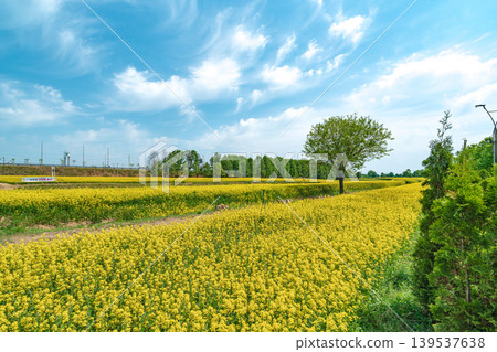 Seoul, South Korea - May. 10, 2026 : Vast Yellow Canola Flower Field under Blue Sky with Wispy Clouds at Guri Hangang Park, South Korea Seoul, South Korea - May. 10, 2026 : Vast Yellow Canola Flower Field under Blue Sky with Wispy Clouds at Guri Hangang Park, South Korea 139537638