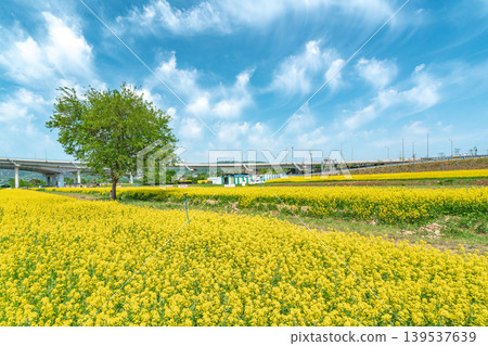 Seoul, South Korea - May. 10, 2026 : Vast Yellow Canola Flower Field under Blue Sky with Wispy Clouds at Guri Hangang Park, South Korea Seoul, South Korea - May. 10, 2026 : Vast Yellow Canola Flower Field under Blue Sky with Wispy Clouds at Guri Hangang Park, South Korea 139537639