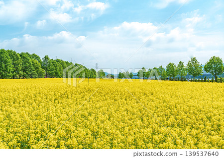 Seoul, South Korea - May. 10, 2026 : Vast Yellow Canola Flower Field under Blue Sky with Wispy Clouds at Guri Hangang Park, South Korea Seoul, South Korea - May. 10, 2026 : Vast Yellow Canola Flower Field under Blue Sky with Wispy Clouds at Guri Hangang Park, South Korea 139537640