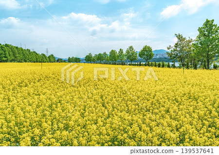 Seoul, South Korea - May. 10, 2026 : Vast Yellow Canola Flower Field under Blue Sky with Wispy Clouds at Guri Hangang Park, South Korea Seoul, South Korea - May. 10, 2026 : Vast Yellow Canola Flower Field under Blue Sky with Wispy Clouds at Guri Hangang Park, South Korea 139537641