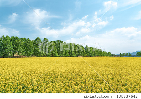 Seoul, South Korea - May. 10, 2026 : Vast Yellow Canola Flower Field under Blue Sky with Wispy Clouds at Guri Hangang Park, South Korea Seoul, South Korea - May. 10, 2026 : Vast Yellow Canola Flower Field under Blue Sky with Wispy Clouds at Guri Hangang Park, South Korea 139537642