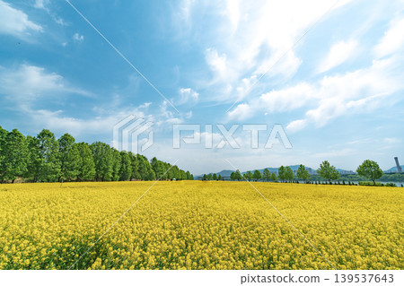 Seoul, South Korea - May. 10, 2026 : Vast Yellow Canola Flower Field under Blue Sky with Wispy Clouds at Guri Hangang Park, South Korea Seoul, South Korea - May. 10, 2026 : Vast Yellow Canola Flower Field under Blue Sky with Wispy Clouds at Guri Hangang Park, South Korea 139537643
