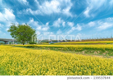 Seoul, South Korea - May. 10, 2026 : Vast Yellow Canola Flower Field under Blue Sky with Wispy Clouds at Guri Hangang Park, South Korea Seoul, South Korea - May. 10, 2026 : Vast Yellow Canola Flower Field under Blue Sky with Wispy Clouds at Guri Hangang Park, South Korea 139537644
