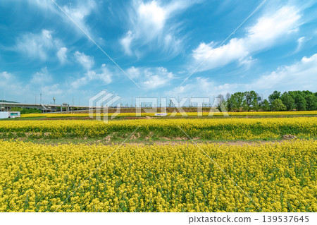 Seoul, South Korea - May. 10, 2026 : Vast Yellow Canola Flower Field under Blue Sky with Wispy Clouds at Guri Hangang Park, South Korea Seoul, South Korea - May. 10, 2026 : Vast Yellow Canola Flower Field under Blue Sky with Wispy Clouds at Guri Hangang Park, South Korea 139537645