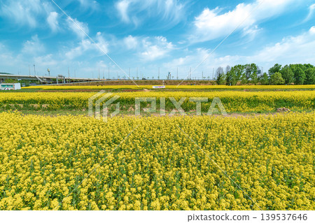 Seoul, South Korea - May. 10, 2026 : Vast Yellow Canola Flower Field under Blue Sky with Wispy Clouds at Guri Hangang Park, South Korea Seoul, South Korea - May. 10, 2026 : Vast Yellow Canola Flower Field under Blue Sky with Wispy Clouds at Guri Hangang Park, South Korea 139537646