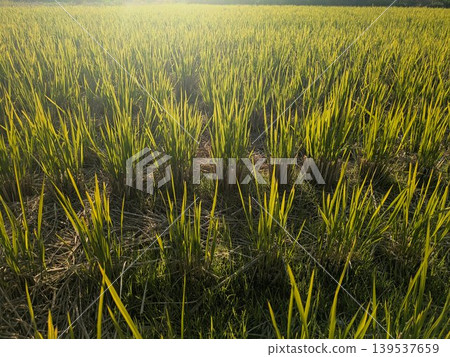 The beautiful backlit scenery of a Japanese rural village and the vibrant rice sprouts exuding a sense of life. The beautiful backlit scenery of a Japanese rural village and the vibrant rice sprouts exuding a sense of life. 139537659