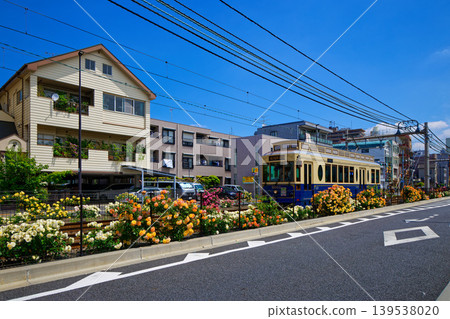 五顏六色的玫瑰花和都電彩票沿線的電車 五顏六色的玫瑰花和都電彩票沿線的電車 139538020