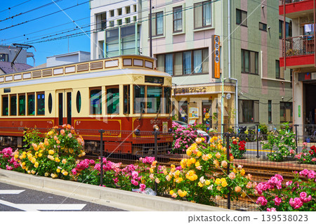 五顏六色的玫瑰花和都電彩票沿線的電車 五顏六色的玫瑰花和都電彩票沿線的電車 139538023
