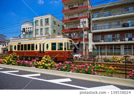 Colorful rose flowers and trams along the Toden lottery Colorful rose flowers and trams along the Toden lottery 139538024