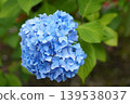 hydrangea   139538037