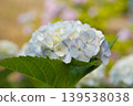 hydrangea   139538038