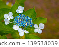 hydrangea   139538039