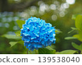 hydrangea   139538040