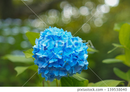 繡球 繡球 139538040