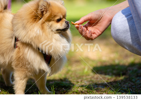 Pomeranian dog taking treat from owners hand outdoors Pomeranian dog taking treat from owners hand outdoors 139538133