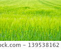Lush green wheat field texture background 139538162
