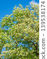 Green birch tree leaves against blue sky 139538174