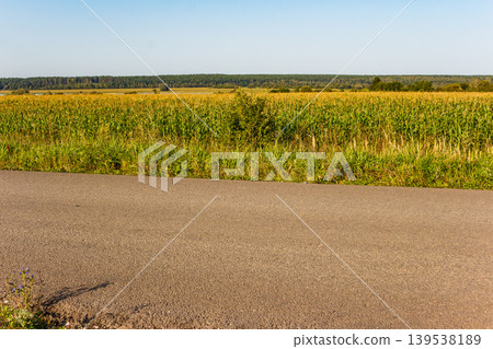 Golden cornfield next to an asphalt road under a bright sky, a rural expanse in summer Golden cornfield next to an asphalt road under a bright sky, a rural expanse in summer 139538189