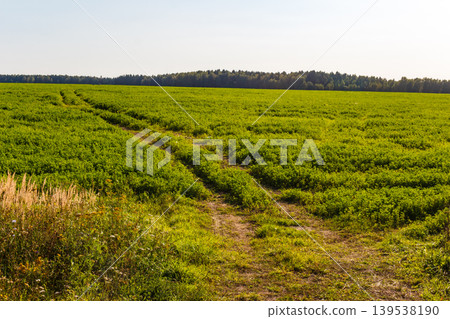 Lush green field, a winding dirt track cuts through the verdant expanse. Distant treeline under a bright sky completes this peaceful rural scene Lush green field, a winding dirt track cuts through the verdant expanse. Distant treeline under a bright sky completes this peaceful rural scene 139538190