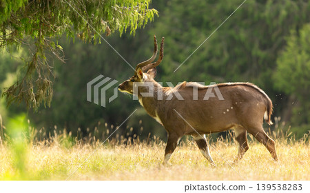 Male Mountain Nyala standing in Bale mountains national park, Ethiopia Male Mountain Nyala standing in Bale mountains national park, Ethiopia 139538283