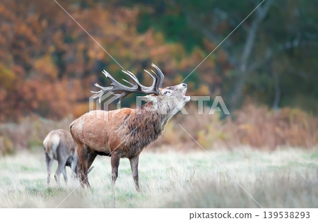 Red deer stag roaring during rutting season in autumn Red deer stag roaring during rutting season in autumn 139538293