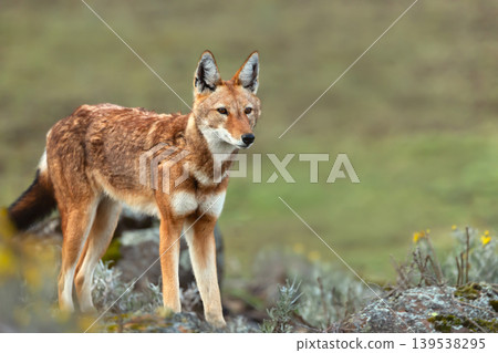 Rare endangered Ethiopian wolf standing in high-altitude grasslands of Ethiopian Highlands Rare endangered Ethiopian wolf standing in high-altitude grasslands of Ethiopian Highlands 139538295
