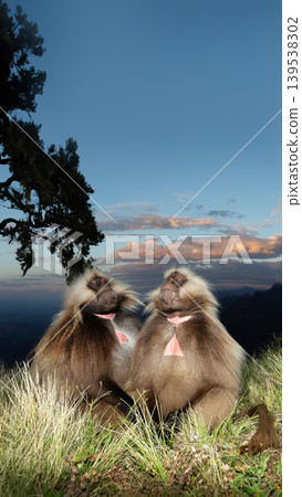 Two male Gelada monkeys at sunset in Simien mountains Ethiopia Two male Gelada monkeys at sunset in Simien mountains Ethiopia 139538302