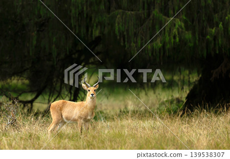 Male Bohor Reedbuck standing in a highland meadow in Ethiopia Male Bohor Reedbuck standing in a highland meadow in Ethiopia 139538307