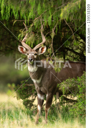 Male Mountain Nyala standing in Bale mountains national park, Ethiopia 139538309