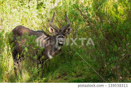 Male Mountain Nyala standing in Bale mountains national park, Ethiopia Male Mountain Nyala standing in Bale mountains national park, Ethiopia 139538311