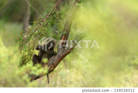 Young Olive Baboon sitting on tree branch in Ethiopian forest Young Olive Baboon sitting on tree branch in Ethiopian forest 139538312