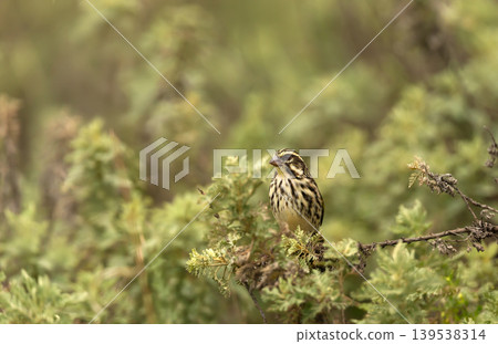 Streaky Seedeater perched on a shrub in Bale mountains, Ethiopia Streaky Seedeater perched on a shrub in Bale mountains, Ethiopia 139538314