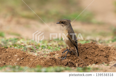 Moorland Chat perched on the ground in Bale mountains, Ethiopia Moorland Chat perched on the ground in Bale mountains, Ethiopia 139538318
