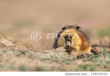 Giant Root-rat emerging from burrow in Bale mountains, Ethiopia Giant Root-rat emerging from burrow in Bale mountains, Ethiopia 139538319