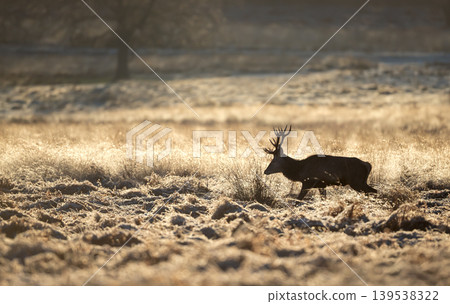 Red deer stag walking in frosty winter meadow Red deer stag walking in frosty winter meadow 139538322