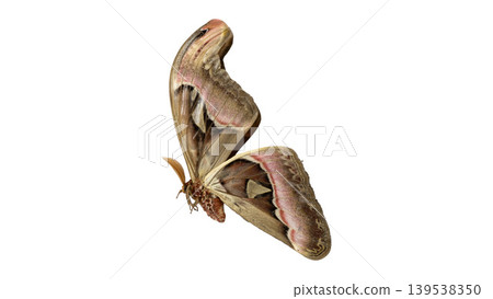 Large brown Atlas moth with beautiful wing patterns isolated on white, top view. Large brown Atlas moth with beautiful wing patterns isolated on white, top view. 139538350
