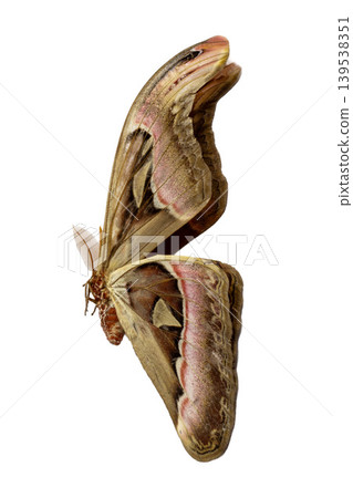 Large brown Atlas moth with beautiful wing patterns isolated on white, top view. 139538351