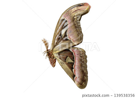 Large brown Atlas moth with beautiful wing patterns isolated on white, top view. Large brown Atlas moth with beautiful wing patterns isolated on white, top view. 139538356